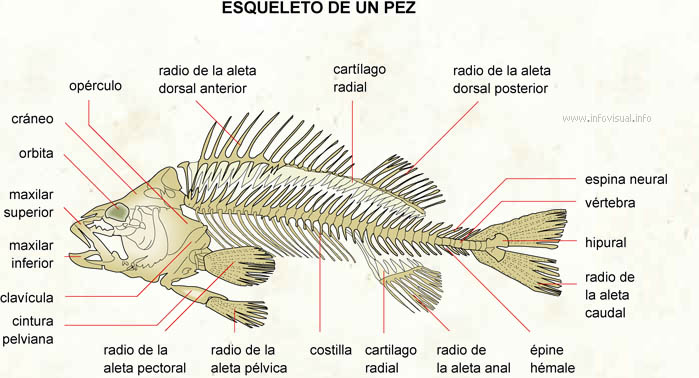 Esqueleto de un pez